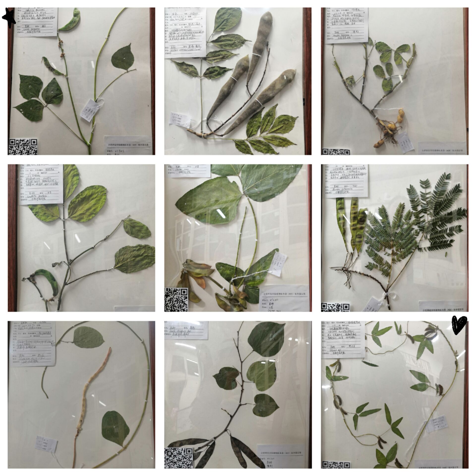 我院学生团队喜获2019年安徽省大学生生物标本制作大赛一等奖